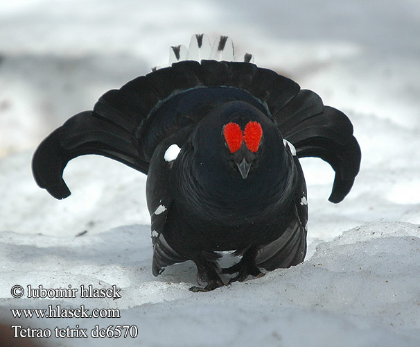 Tetrao tetrix Black Grouse Birkhuhn Tétras lyre