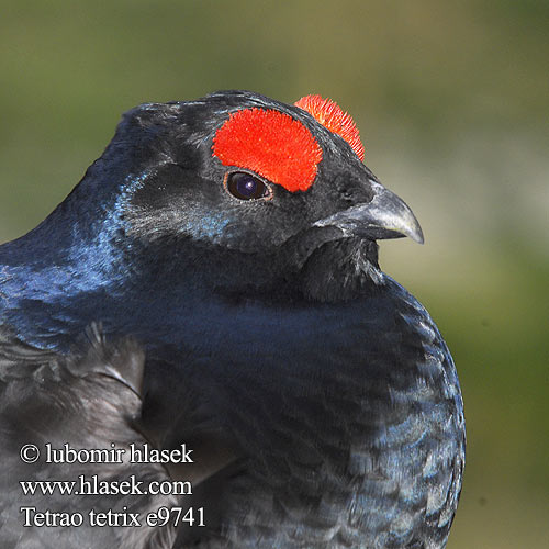 Tetrao tetrix Black Grouse Birkhuhn Tétras lyre Gallo-lira