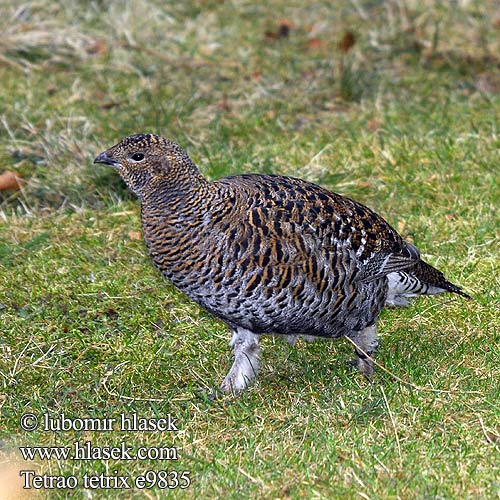 Tetrao tetrix 黑琴鸡 Тетерев クロライチョウ