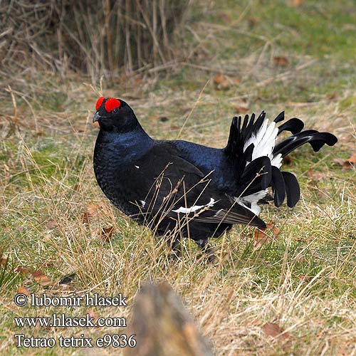 Tetrao tetrix Тетерев クロライチョウ