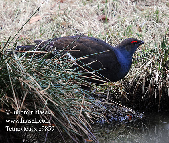 Tetrao tetrix Cietrzew nyírfajd Tetrov hoľniak