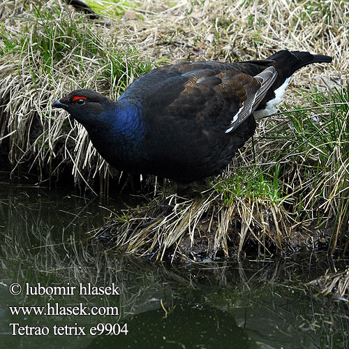 Tetrao tetrix Teder Black Grouse Birkhuhn Tétras lyre