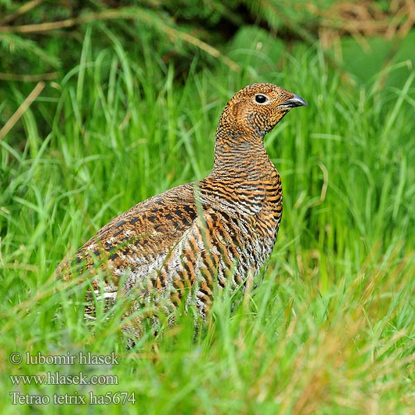 Black Grouse Birkhuhn Tétras lyre Gallo-lira