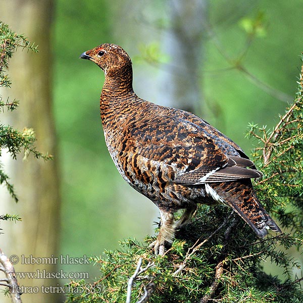 Tétras lyre Gallo-lira Común Tetřívek obecný