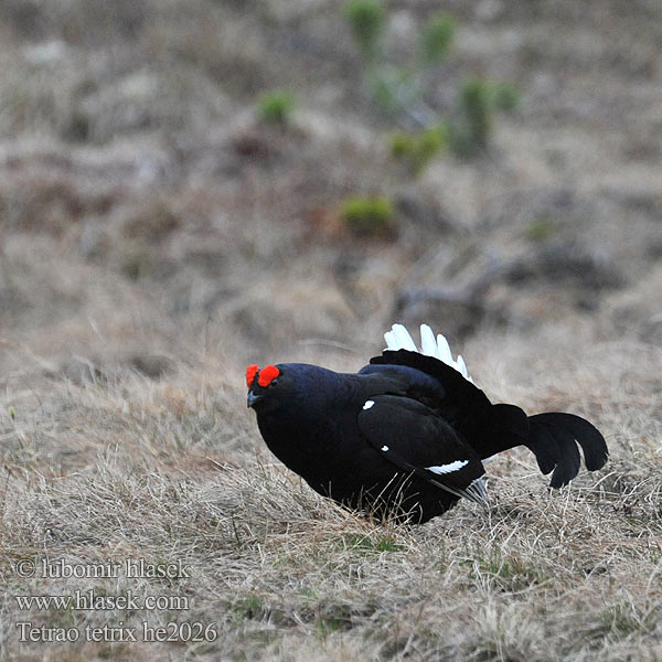 Tetrao tetrix Tetřívek obecný Lyrurus Gallo-lira Común