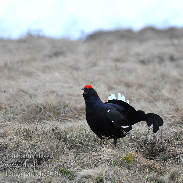 Gallo-lira Común Urfugl Korhoen Teeri Fagiano monte