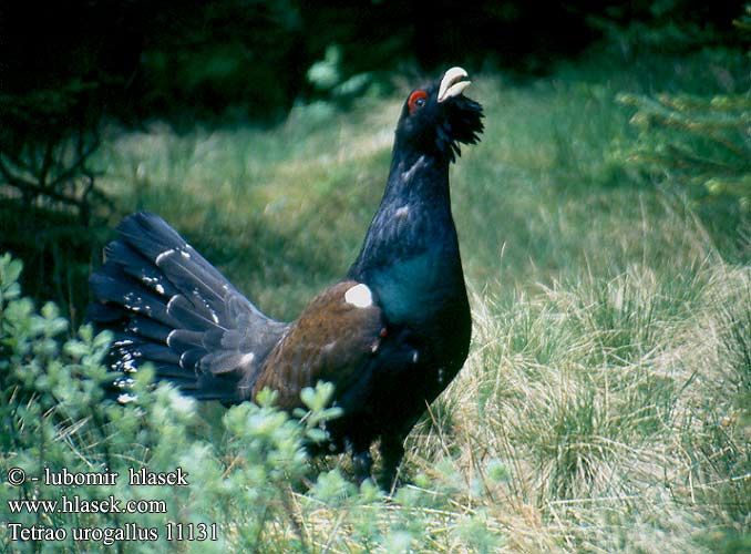 Tetrao urogallus Capercaillie Auerhuhn Grand Tétras