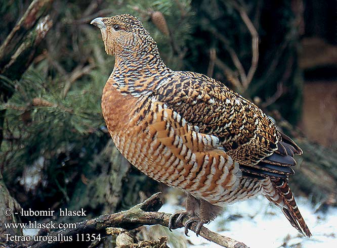 Tetrao urogallus Grand Tétras Urogallo Común Tetřev hlušec