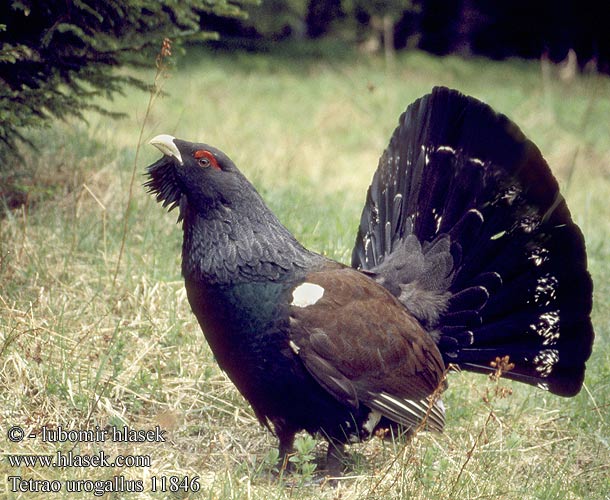 Tetrao urogallus tetřev hlušec Tjur Metso Auerhoen