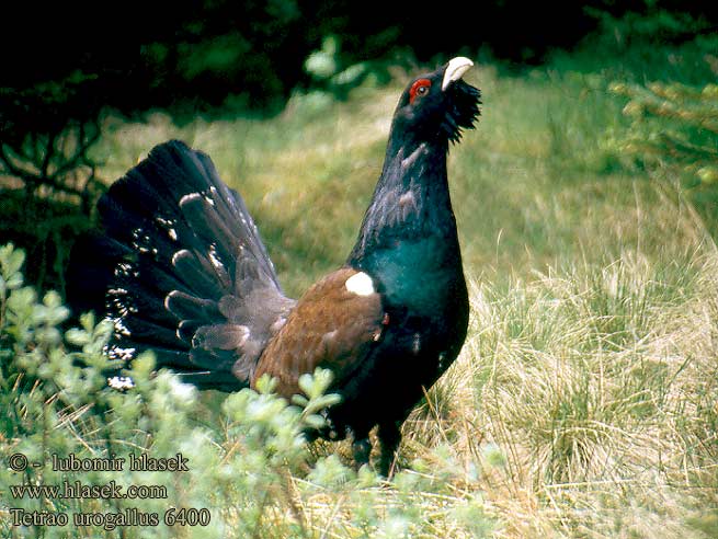 Tetrao urogallus Auerhoen Gallo Cedrone Siketfajd