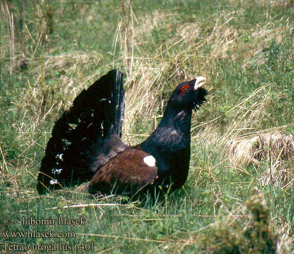 Tetrao urogallus 6401