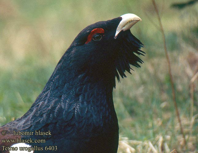 Tetrao urogallus tetrov hlucháň Tjäder 松鸡 Глухарь