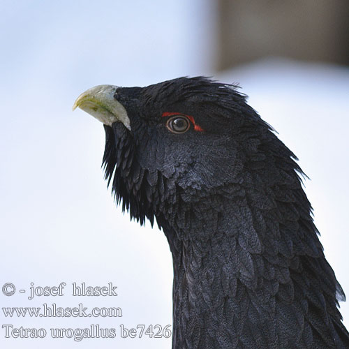 Capercaillie Auerhuhn Grand Tétras Urogallo Común