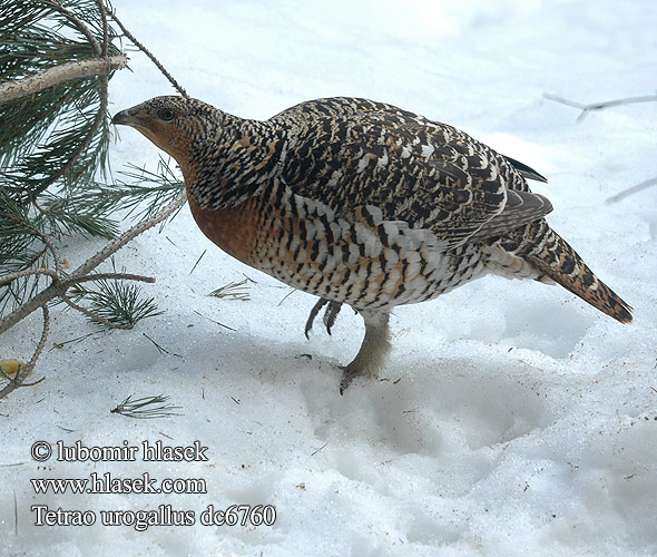 Tetrao urogallus 松鸡 Глухарь ヨアロッパオオライ