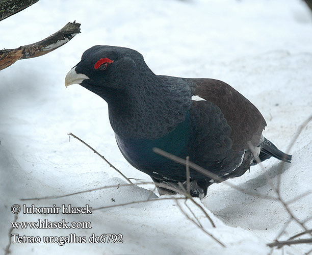 Tetrao urogallus ヨアロッパオオライチョウ