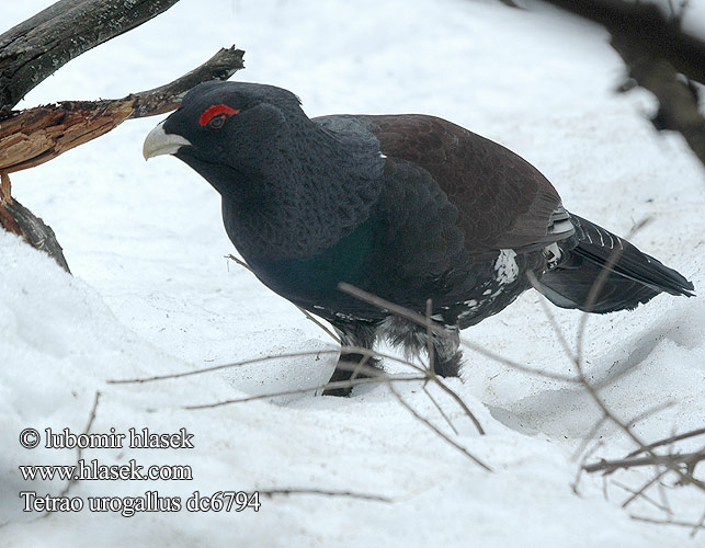 Tetrao urogallus UГлухар tetraz Metsis tetreb