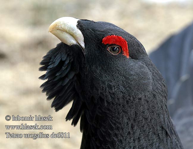 Tetrao urogallus tetreb Capercaillie Auerhuhn Grand Tétras