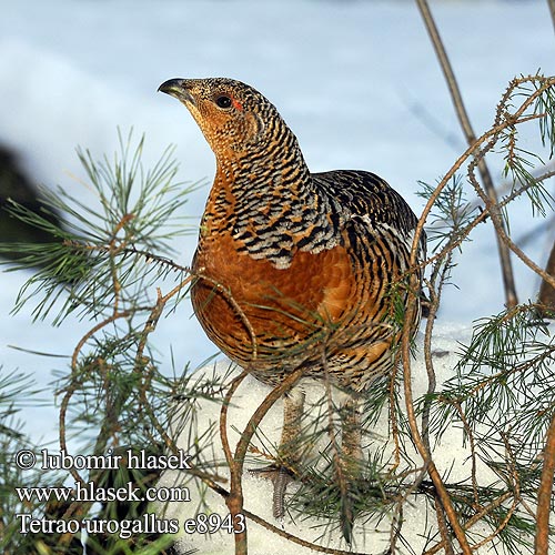 Tetrao urogallus 松鸡 Глухарь ヨアロッパオオライ