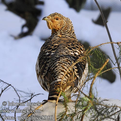 Tetrao urogallus 松鸡 Глухарь ヨアロ