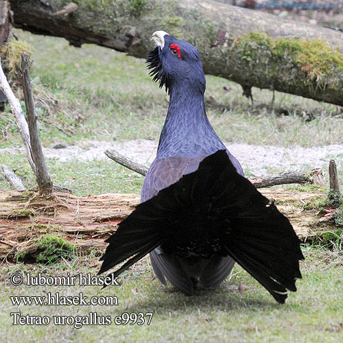 Tetrao urogallus Capercaillie Auerhuhn Grand Tétras Urogallo