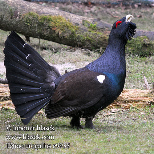 Tetrao urogallus tetřev hlušec Tjur Metso Auerhoen