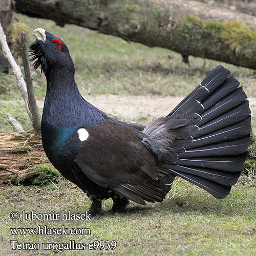 Tetrao urogallus Głuszec tetrov hlucháň Tjäder 松鸡