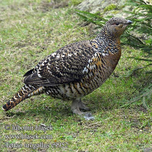 Tetrao urogallus 松鸡 Глухарь ヨアロッパオオライ