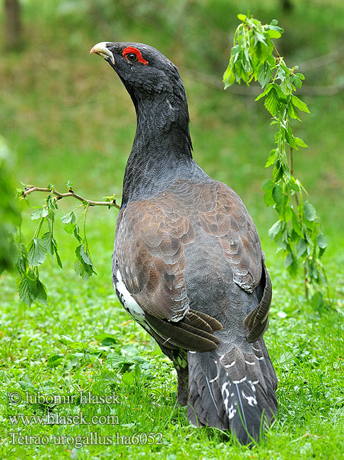 Tetrao urogallus ha6052