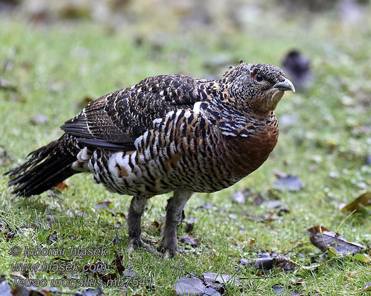 Auerhuhn