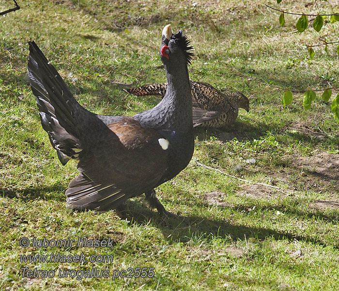 Tetřev hlušec Tetrao urogallus