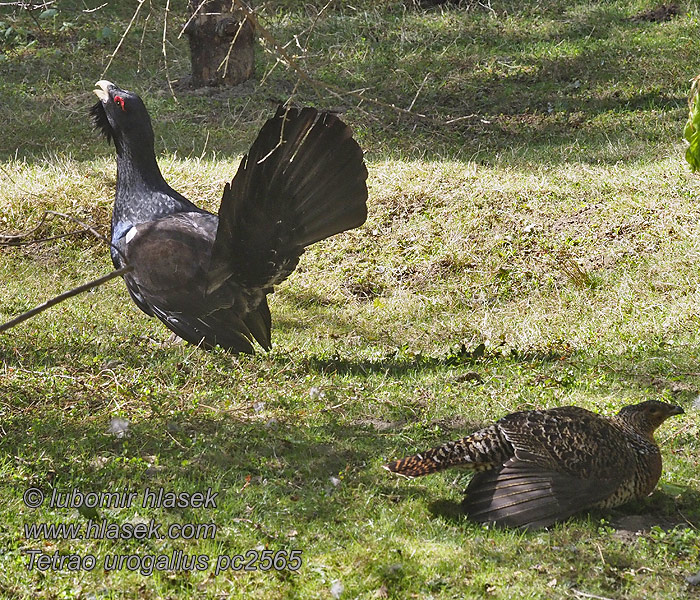 Capercaillie Auerhuhn Grand Tétras Urogallo Común Tetrao urogallus