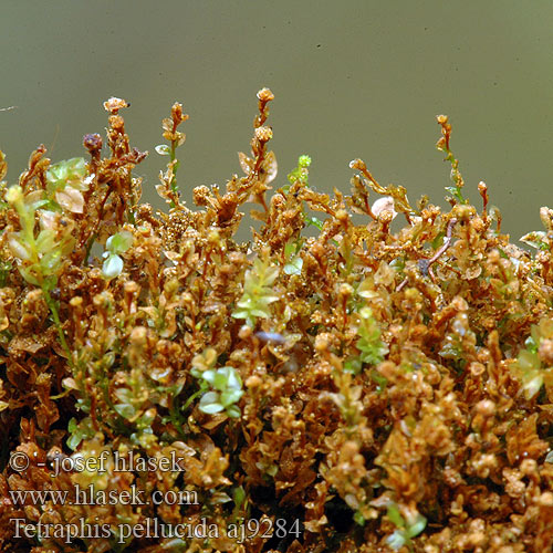 Tetraphis moss Four-tooth moss Praulu četrzobe Almindelig Firtand