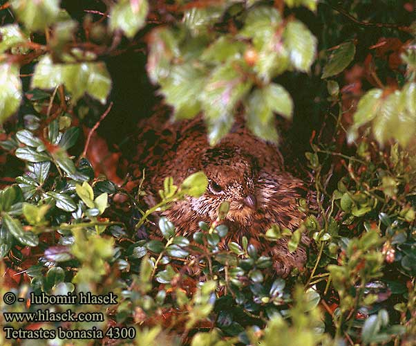 Tetrastes Bonasa bonasia Hazel Grouse Haselhuhn