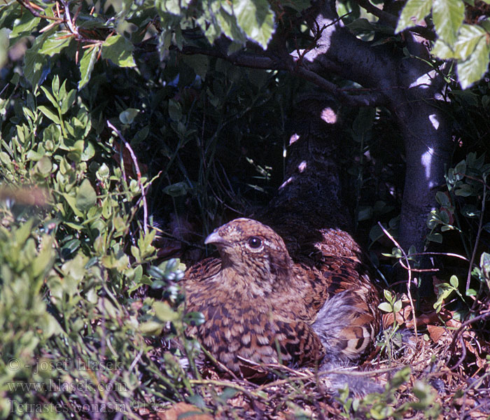 Bonasa bonasia Tetrastes bonasia