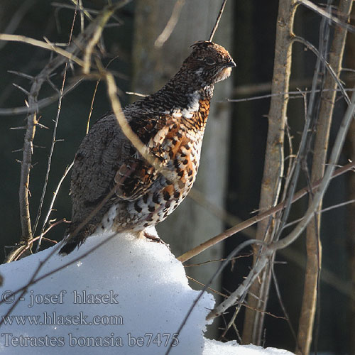 Tetrastes Bonasa bonasia Hazel Grouse Haselhuhn