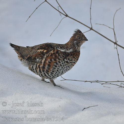 Tetrastes bonasia Bonasa Hazel Grouse Haselhuhn