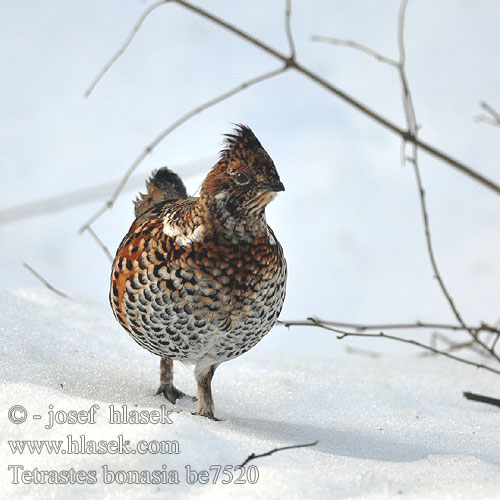 Hazel Grouse Haselhuhn Gélinotte bois Grévol Común