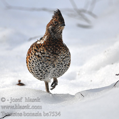 Haselhuhn Gélinotte bois Grévol Común Jeřábek lesní