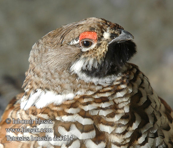 Hazelhoen Pyy Jerpe Hjerpe Tetrastes Bonasa bonasia