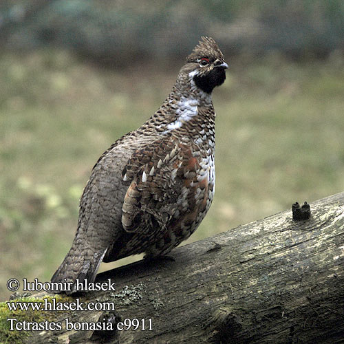 Hazel Grouse Haselhuhn Gélinotte bois Grévol Común