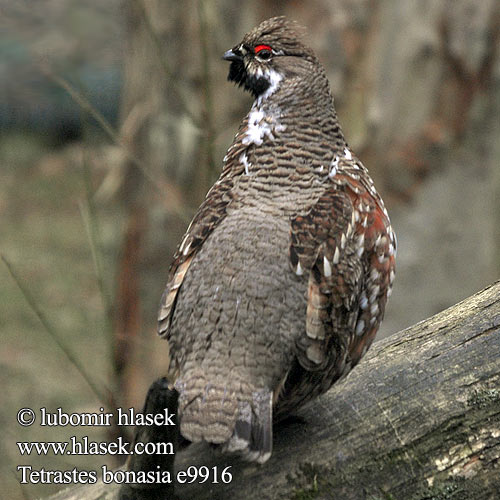 Jarząbek Järpen Császármadár Jariabok hôrny