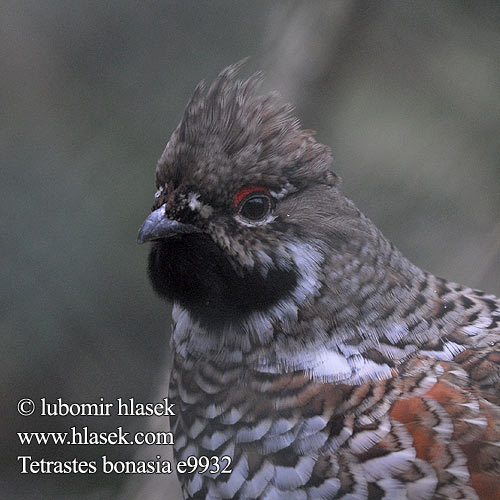 Haselhuhn Gélinotte bois Grévol Común Jeřábek lesní