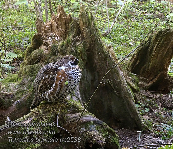 Hazel Grouse Haselhuhn Gélinotte bois Grévol Común Tetrastes bonasia