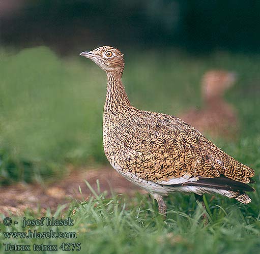 Tetrax tetrax Little Bustard Zwergtrappe Outarde canepetière Sisón Común drop malý Dværgtrappe Kleine Trap Pikkutrappi Gallina prataiola Dvergtrappe Småtrapp 小鸨 Стрепет ヒメノガン Χαμωτίδα Sisão Mezgeldek חובה קטנה