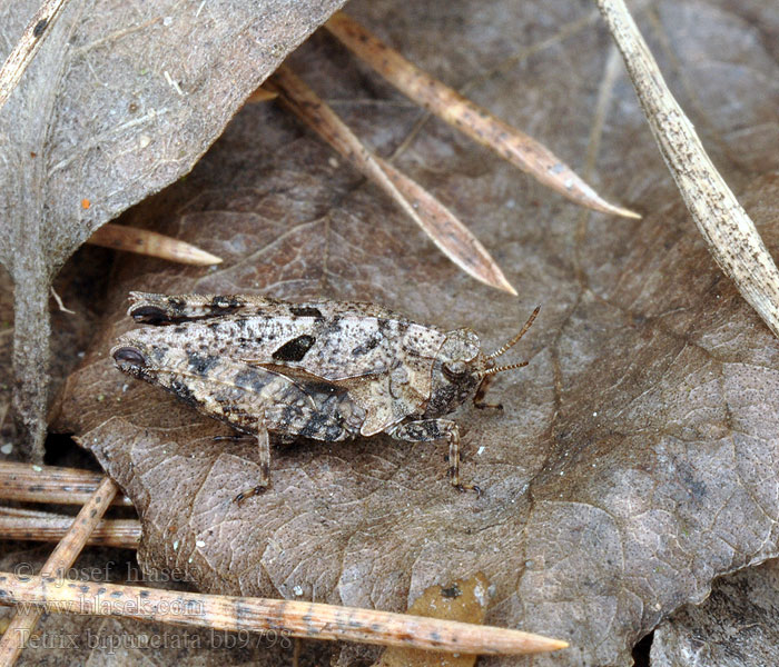 Tetrix bipunctata Marše suchobytná Zweipunkt-Dornschrecke