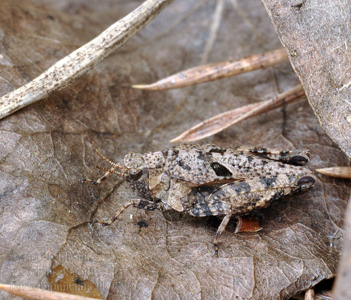 Two-spotted Groundhopper Tétrix sables Bosdoorntje Nummiokasirkka