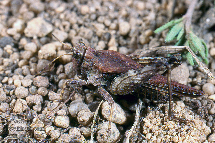 Tetrix subulata Marše obecná Säbel-Dornschrecke