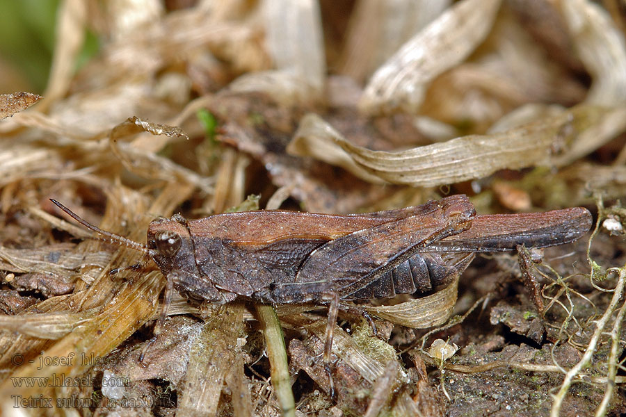 Tetrix subulata Slender ground-hopper Skakun szydłówka