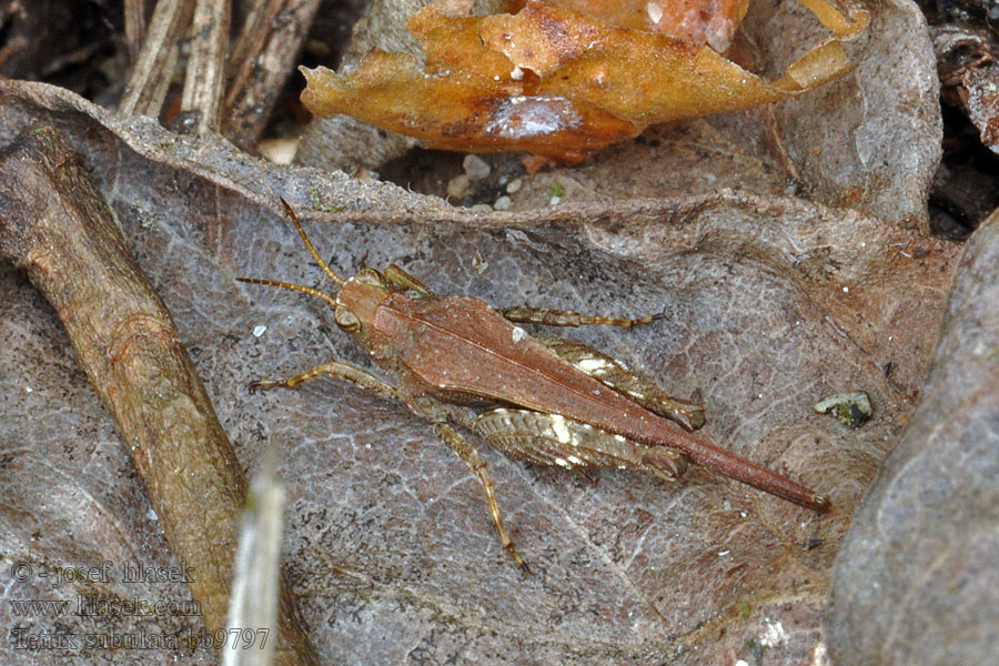 Slender ground-hopper Skakun szydłówka Tetrix subulata