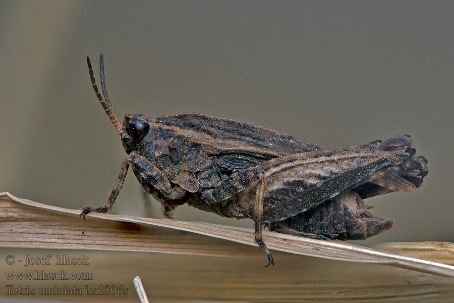 Tetrix undulata Marše lesní Gemeine Dornschrecke Common ground-hopper